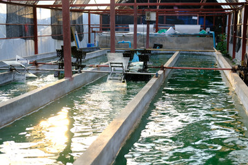 spirulina farm. algae farming for producing dietary supplement