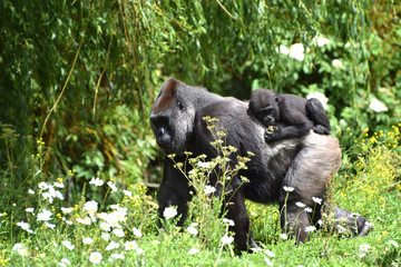 Western Lowland Gorilla © dpe123