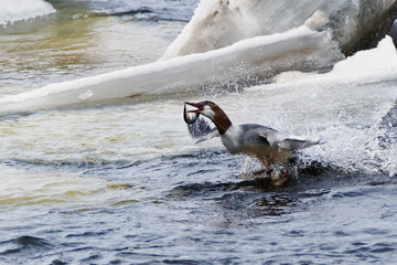 European river lamprey 