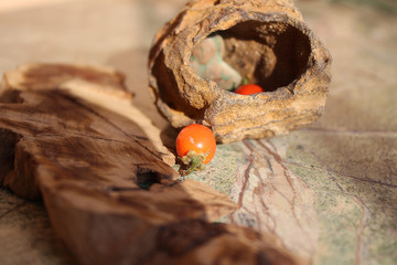 Fossil and olive with red berry