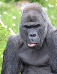 Naklejka premium Western Lowland Gorilla