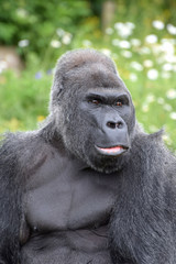 Western Lowland Gorilla