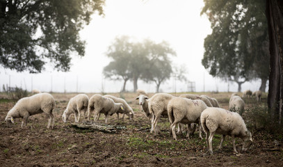 Obraz na płótnie Canvas sheep grazing in the field a foggy day