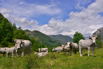 Obraz premium Troupeau de vaches ariégeoises en alpage dans les Pyrénées, département de l'Ariège en région Occitanie, France