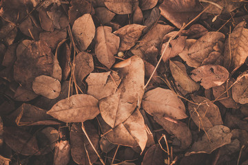 autumn leaves on the ground
