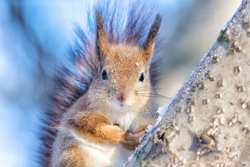 curious squirrel with snow on fur looking for spring nature winter scene closeup view landscape background