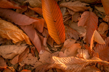 autumn leaves on the ground