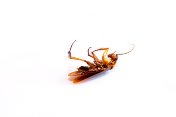 Isolated dried cockroach carcass on white background