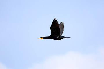 Great Cormorant (Phalacrocorax Carbo) In Flight