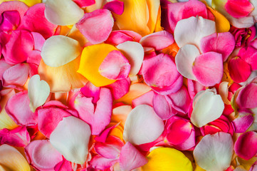 Fototapeta na wymiar Colorful rose petals background pattern