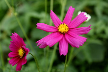 Fototapeta premium Pink cosmos flower