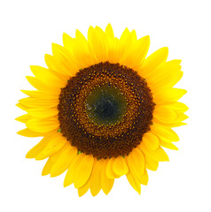 Fototapeta premium Sunflower isolated on white background.