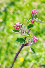 Blossoming of the apple tree in spring time with pink beautiful flowers. Macro image with copy space. Natural seasonal background