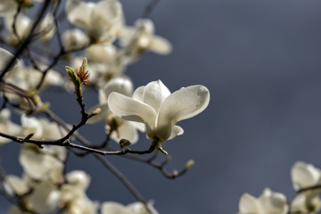 Blooming magnolia on the background of blue sky