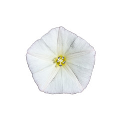 Plakat Bindweed flower isolated on a white background.