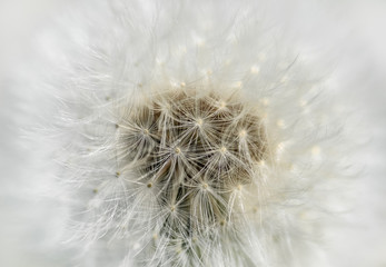 White Dandelion flower close up. Flower texture. Mock up or template.