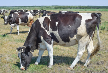 Cows full length on summer pasture.
