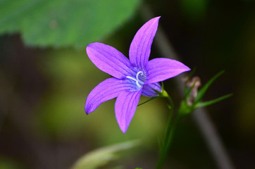 Bright purple bell flowers in the garden