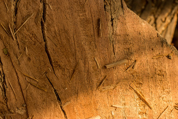 wood texture background