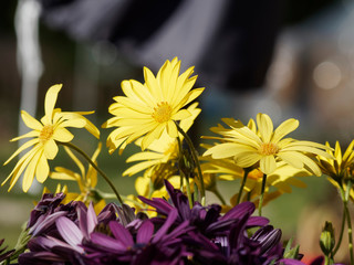 Dimorphotheca ecklonis or Osteospermum - Yellow Cape marguerite 'Summersmile' or daisybush an ornemental plant native of South Africa