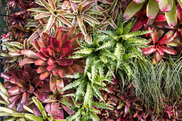 Fototapeta premium decorated in a vertical garden