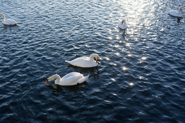Two White Swans River Sunset Swan
