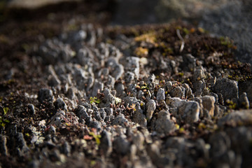 Macro di piccole pietre al Ritom