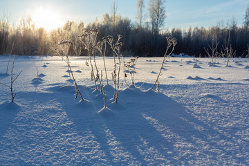 Winter landscape from low point of view during sunrise.