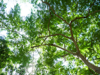 Fototapeta premium Big tree full of branches, Under the shade of tall trees in tropical Thailand.