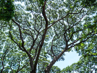 Big tree full of branches, Under the shade of tall trees in tropical Thailand.