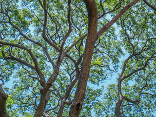 Obraz premium Big tree full of branches, Under the shade of tall trees in tropical Thailand.