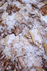 frozen squids
