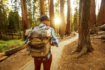 Naklejka premium Hiker in Sequoia national park in California, USA