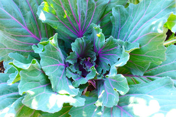 レッドルーキー　紫キャベツ