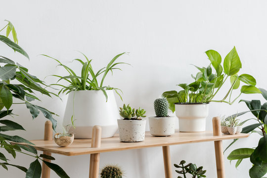 Scandinavian room interior with plants composition in design and hipster pots on the brown shelf. White walls. Modern and floral concept of home garden. Nature love.