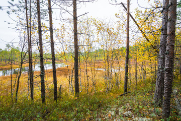Fototapeta premium Thin pine trees growing on edge of taiga river.