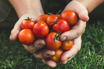 Cherry tomato. Farmer with harvested tomatoes in hands. Fresh farm vegetables, organic farming...