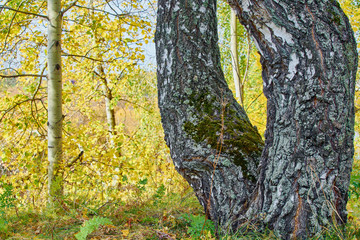 Obraz premium Large curved trunk of an old birch in forest in autumn.