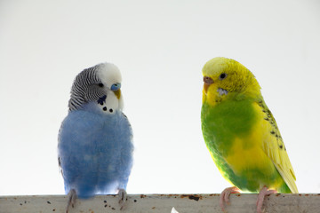 Kiss wavy parrots. Little birds touched each other's beaks