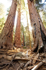 Hiker in Sequoia national park in California, USA