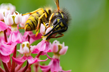 Nahaufnahme Wespe auf rosa Blüte