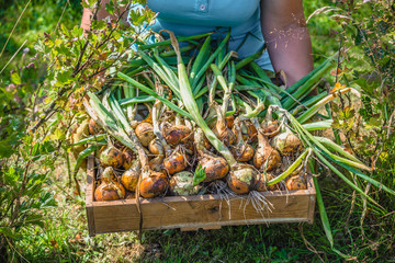 Autumn harvest and gardening. Farmer with freshly harvested vegetables in the box, onion from bio...