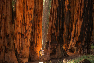 Hiker in Sequoia national park in California, USA