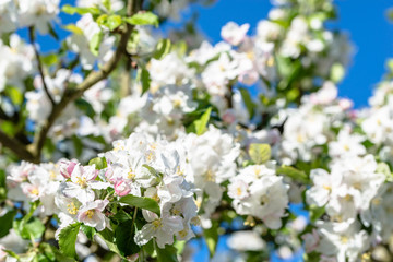 Apple blossom, spring flowers, macro of blossoming branch on sky background