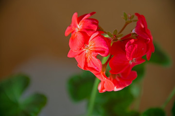 Fototapeta premium FLOWERS: red on brown