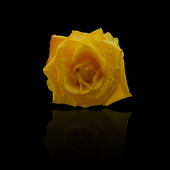 Yellow rose on a black background.
