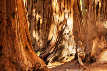 Hiker in Sequoia national park in California, USA