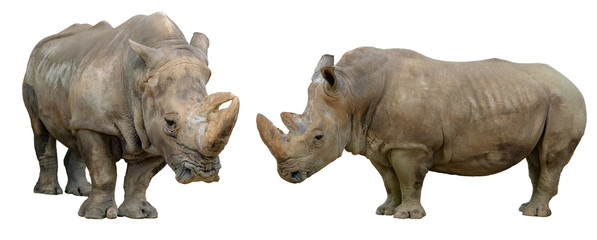 Fototapeta premium Rhino isolated on white background