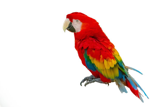 Macaw parrot isolated on white background