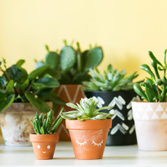 Modern plants compostion on the yellow backround. Stylish room filled a lot of plants in differents hipster clay pots on the marble table.  Flower concept.